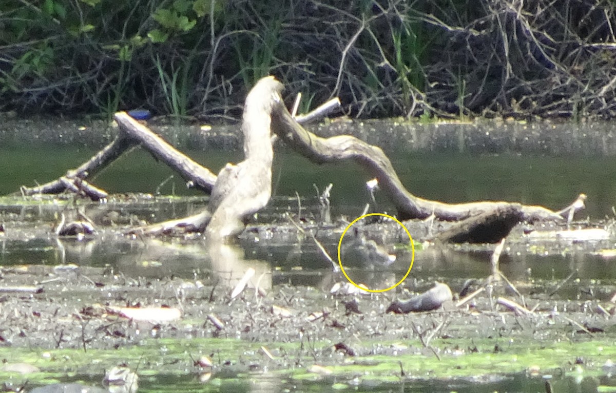 tanımsız küçük kumkuşu (Calidris sp.) - ML237024611