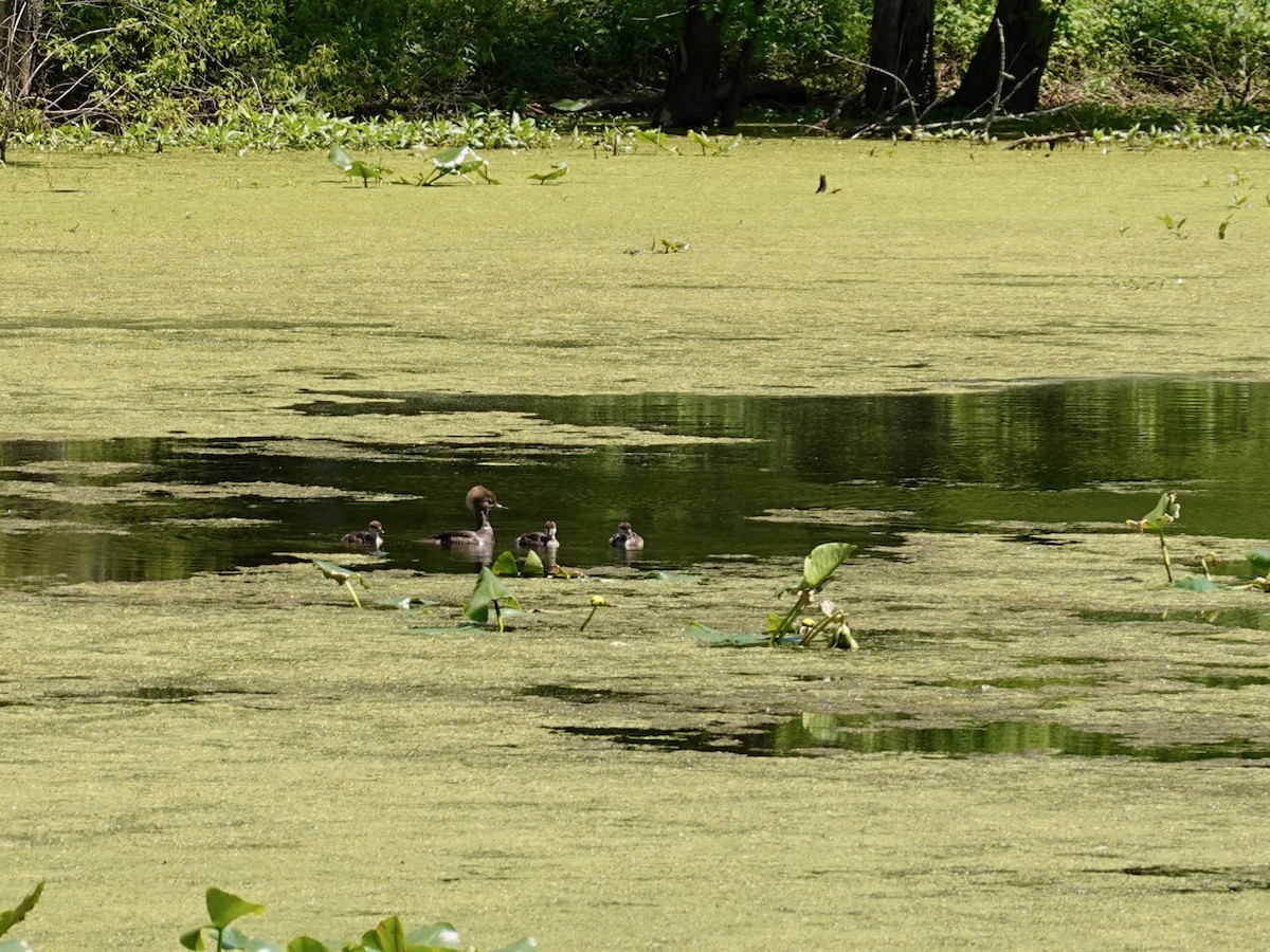 Harle couronné - ML237024701