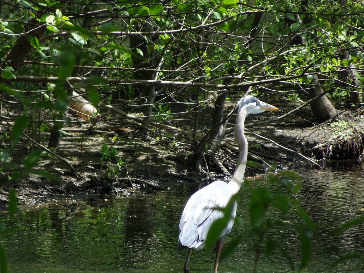 Great Blue Heron - ML237025261