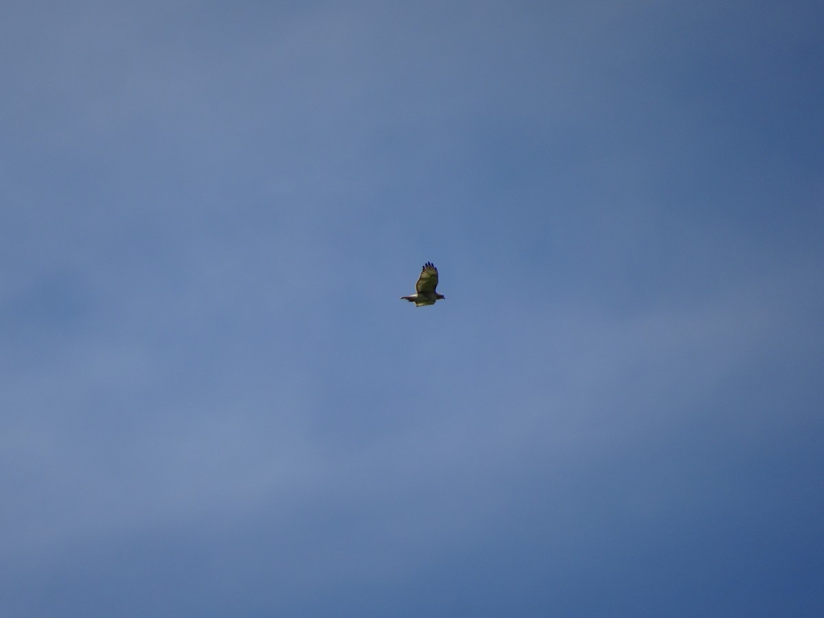 Red-tailed Hawk - Emphe Ghie