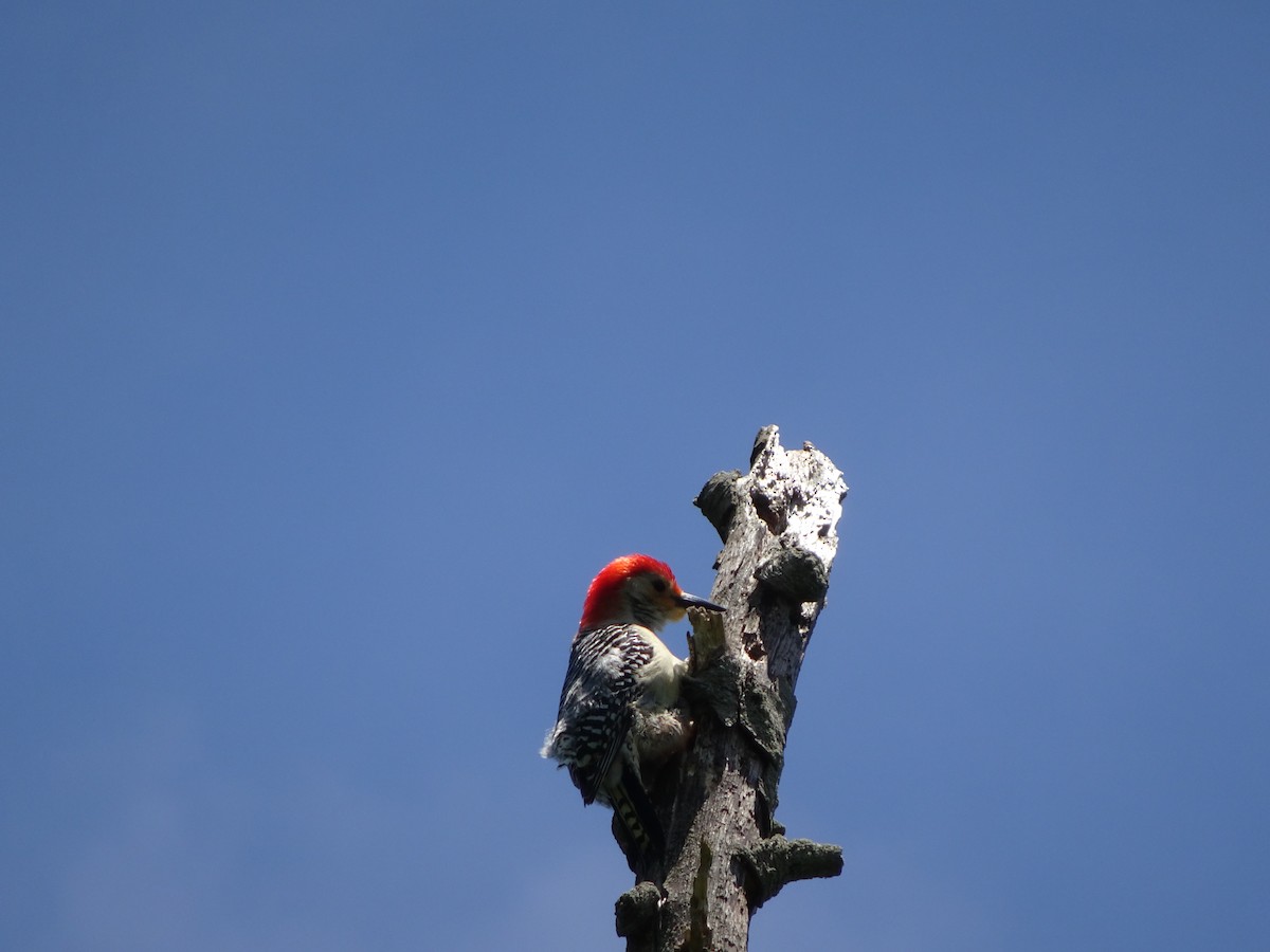 Red-bellied Woodpecker - Emphe Ghie