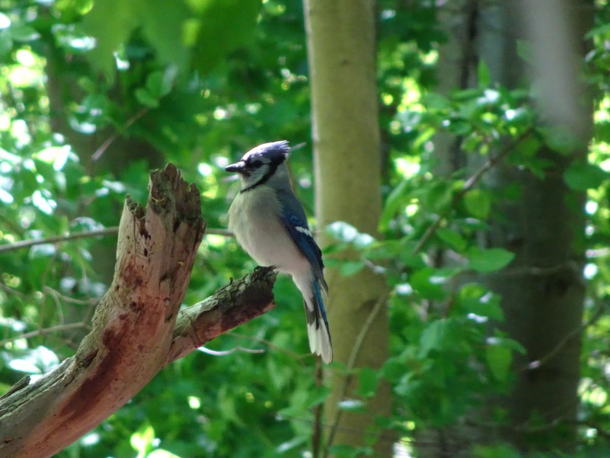 Blue Jay - ML237025831