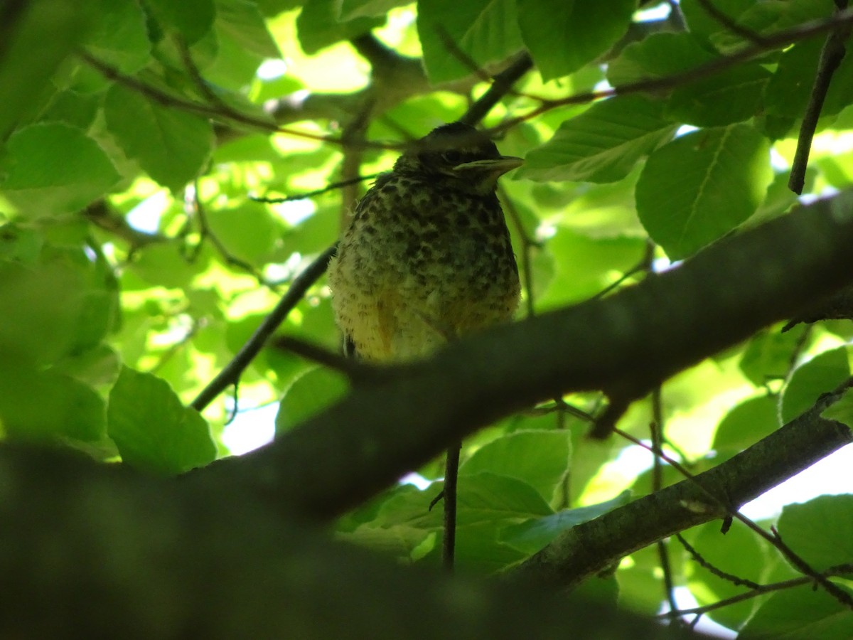 American Robin - ML237026021