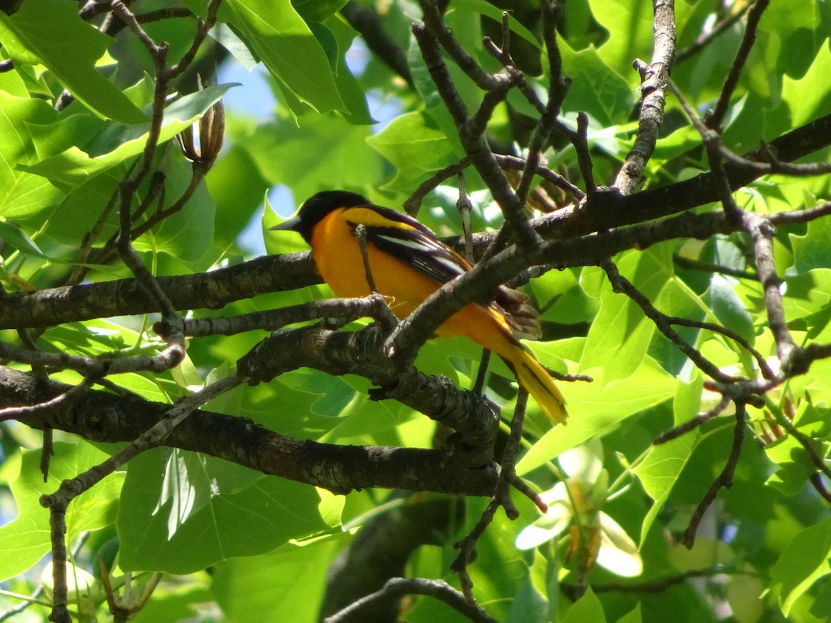 Baltimore Oriole - Emphe Ghie
