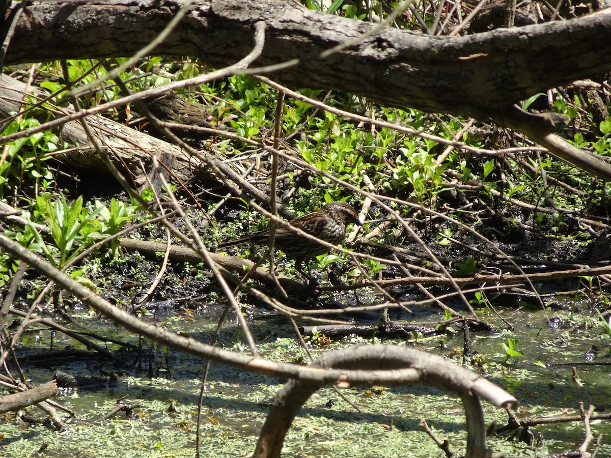 Red-winged Blackbird - ML237026701