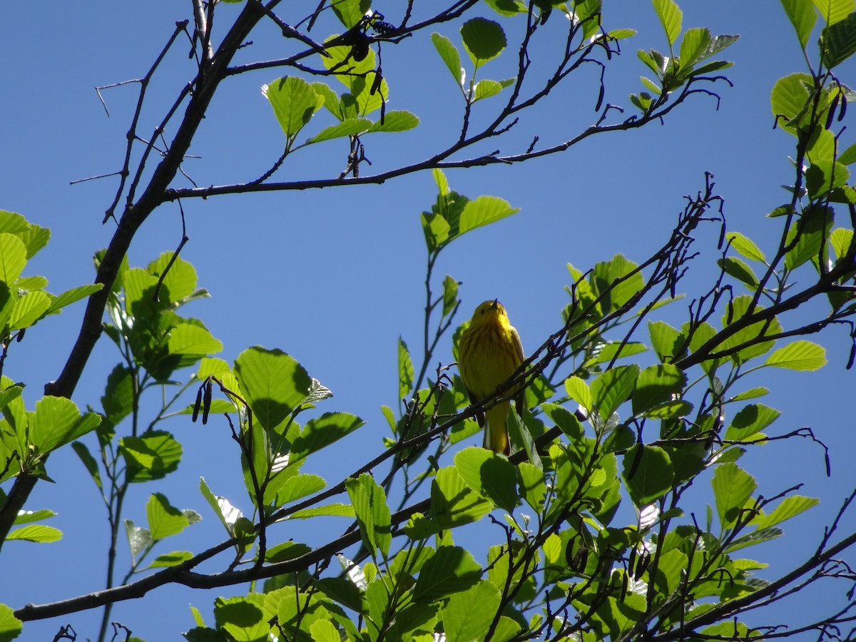 Northern Yellow Warbler - ML237026751
