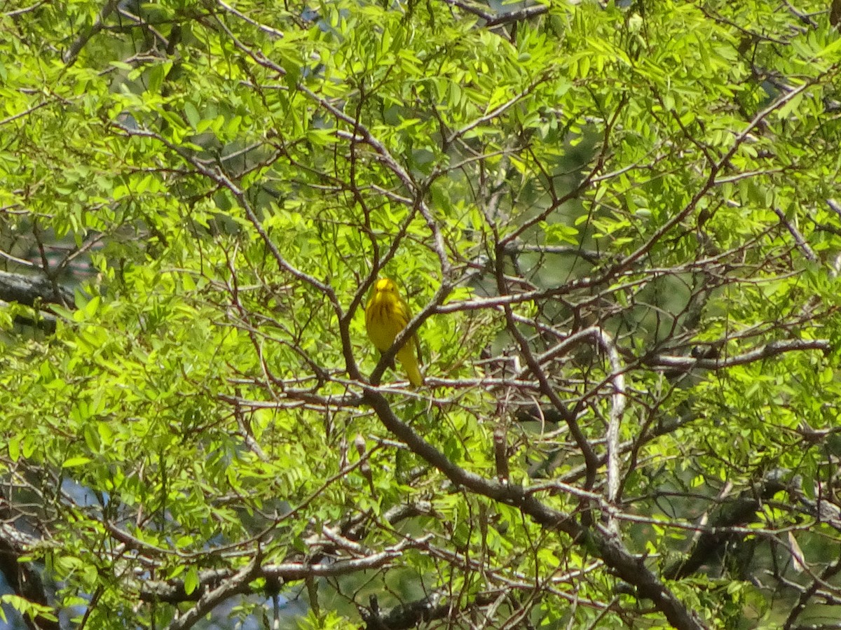 Northern Yellow Warbler - ML237026851