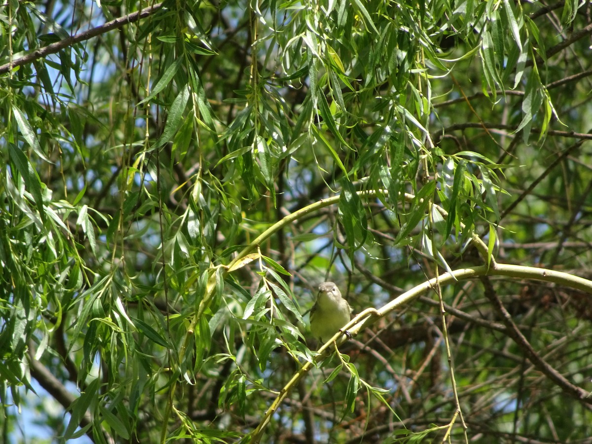 ub. fugl (Aves sp.) - ML237027051