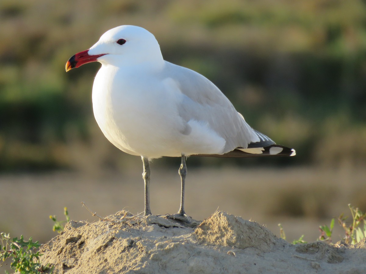 Audouin's Gull - ML237027111