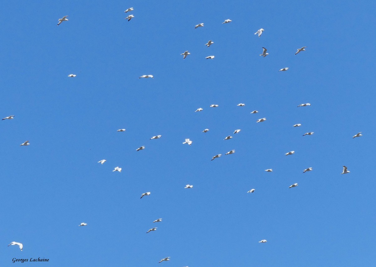 Ring-billed Gull - Georges Lachaîne