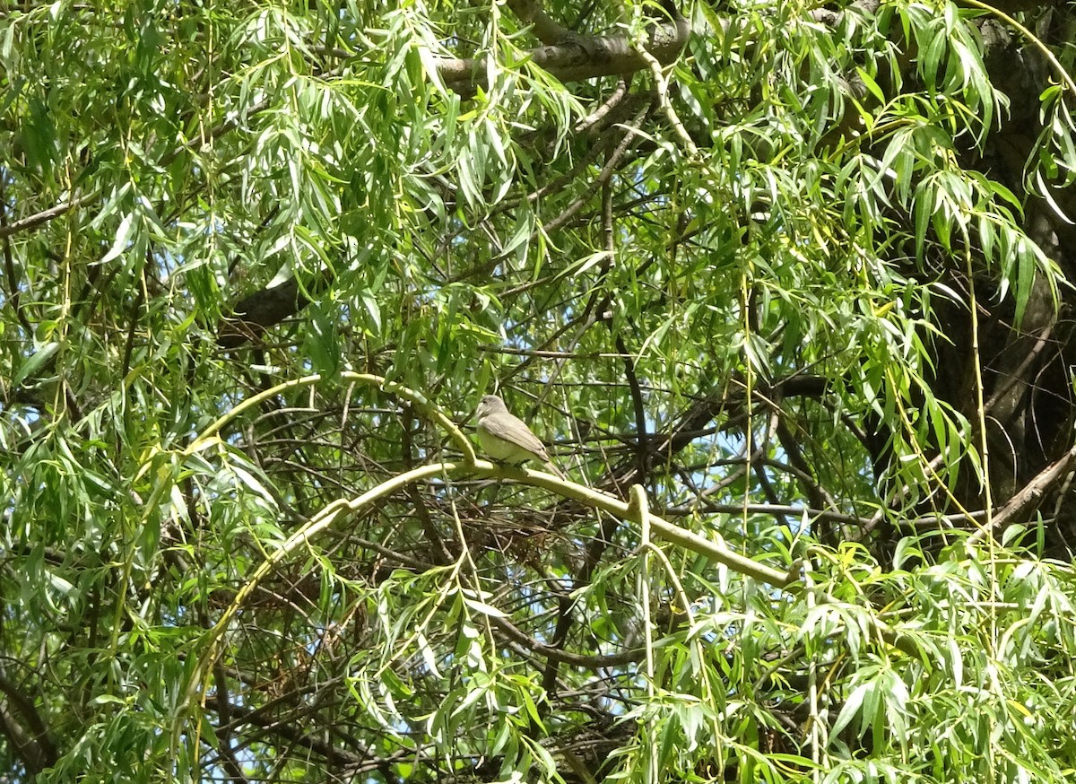 bird sp. - ML237027551