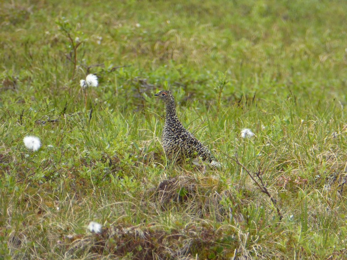 Rock Ptarmigan - ML237028341