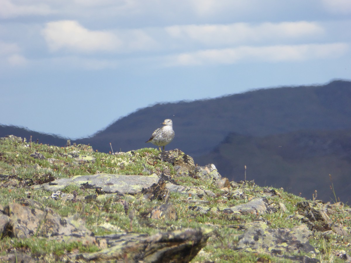 Surfbird - Michelle Sopoliga