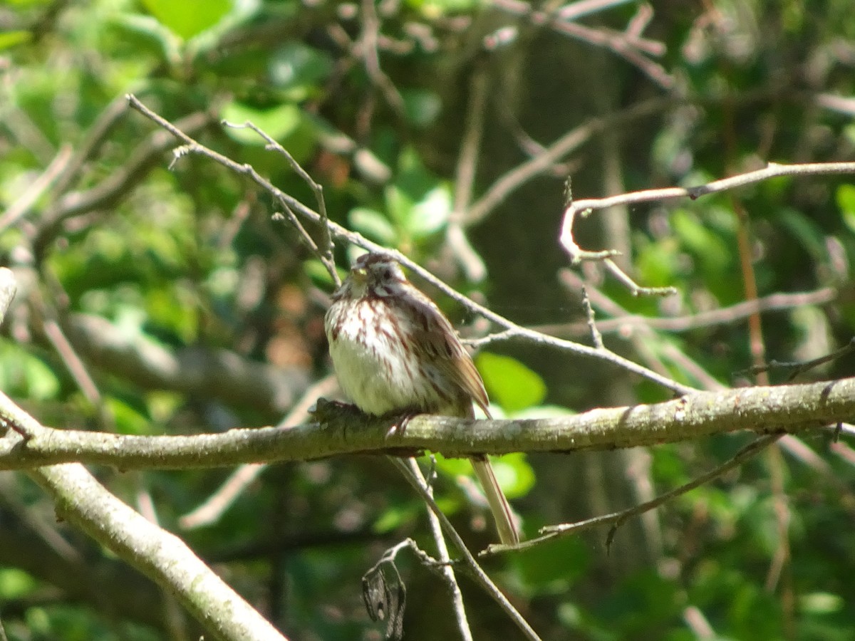 Song Sparrow - ML237028711