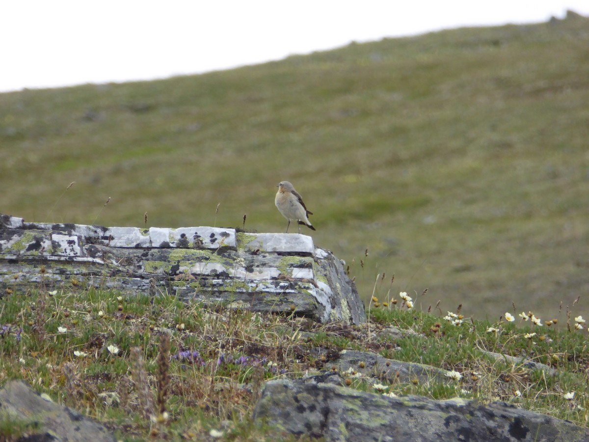 Northern Wheatear - ML237029291