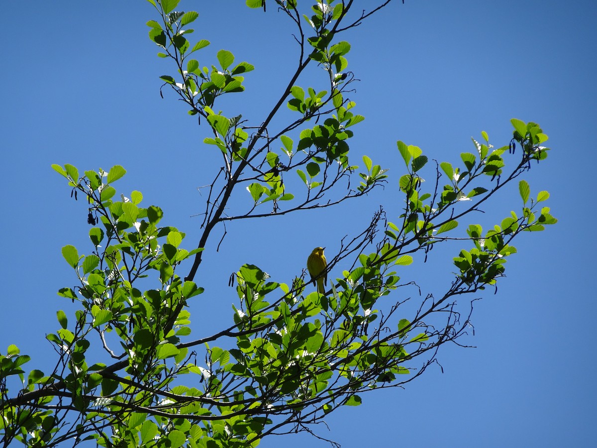 Northern Yellow Warbler - ML237029891