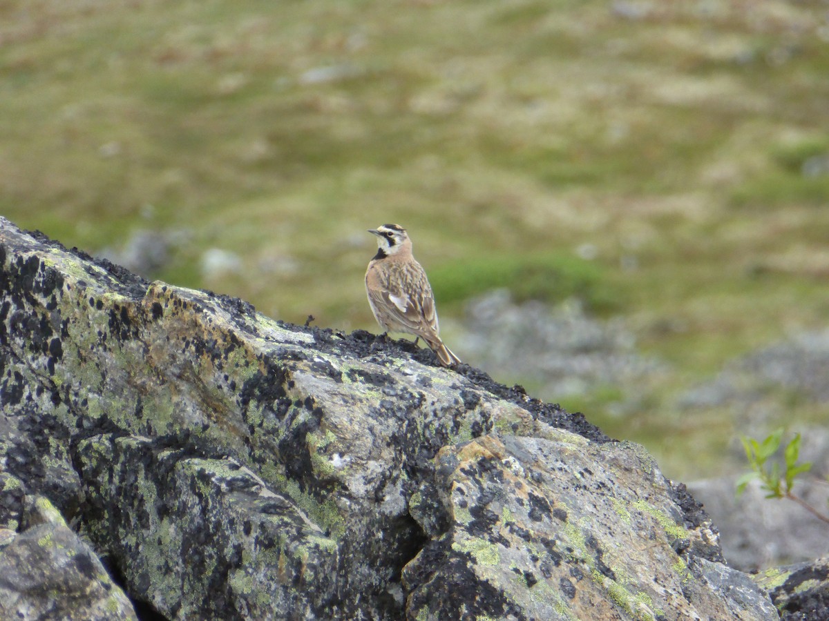 Horned Lark - ML237030041