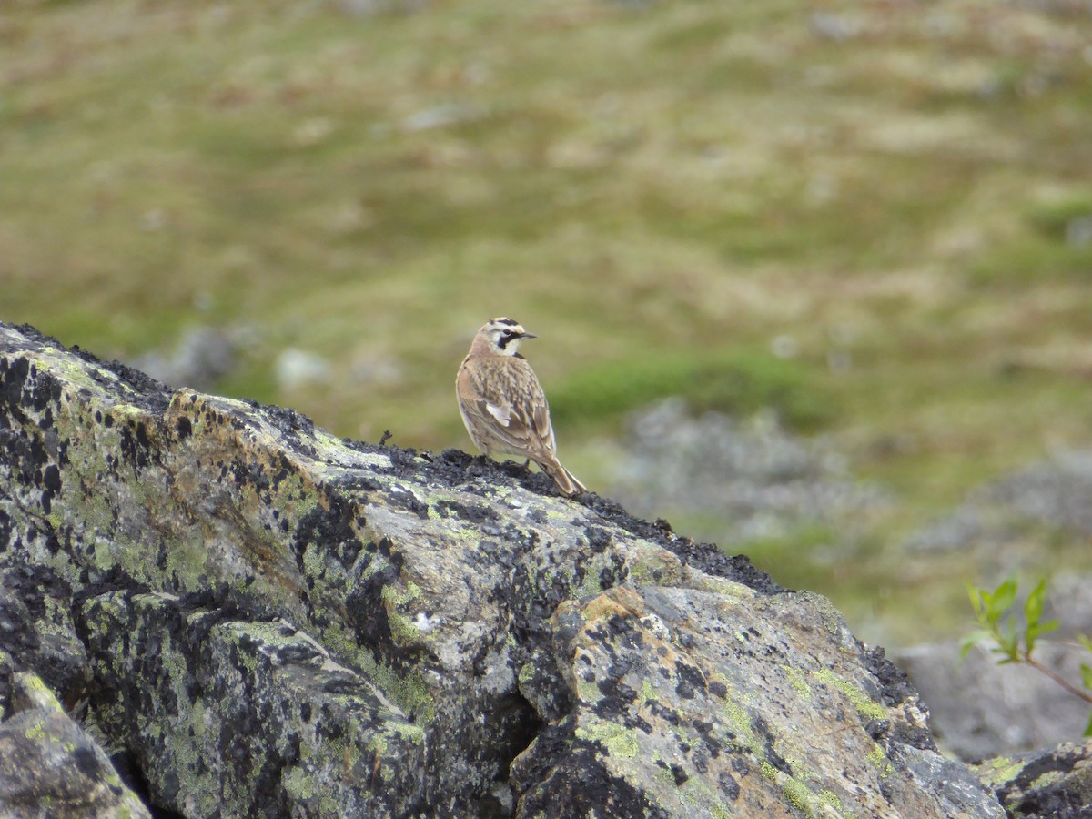 Horned Lark - ML237030071