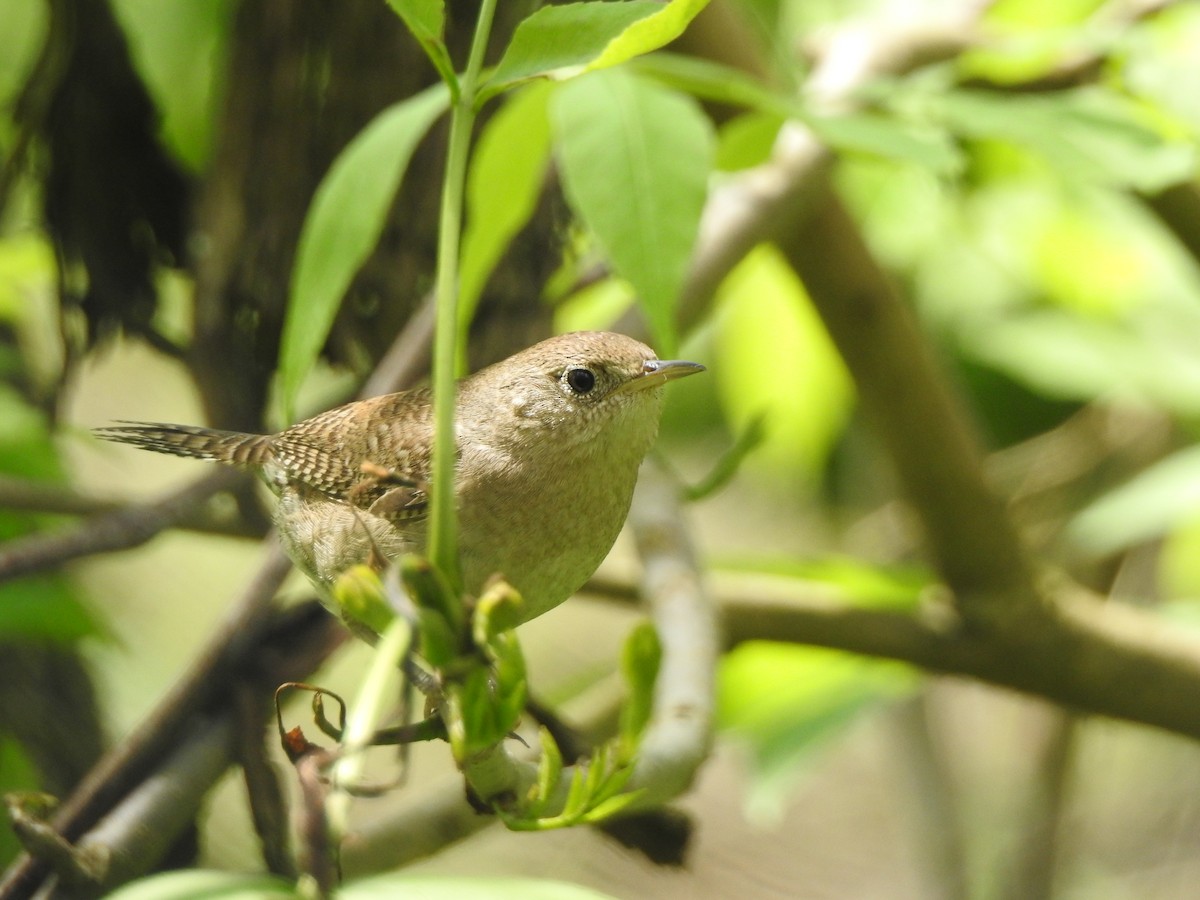 House Wren - ML237030111