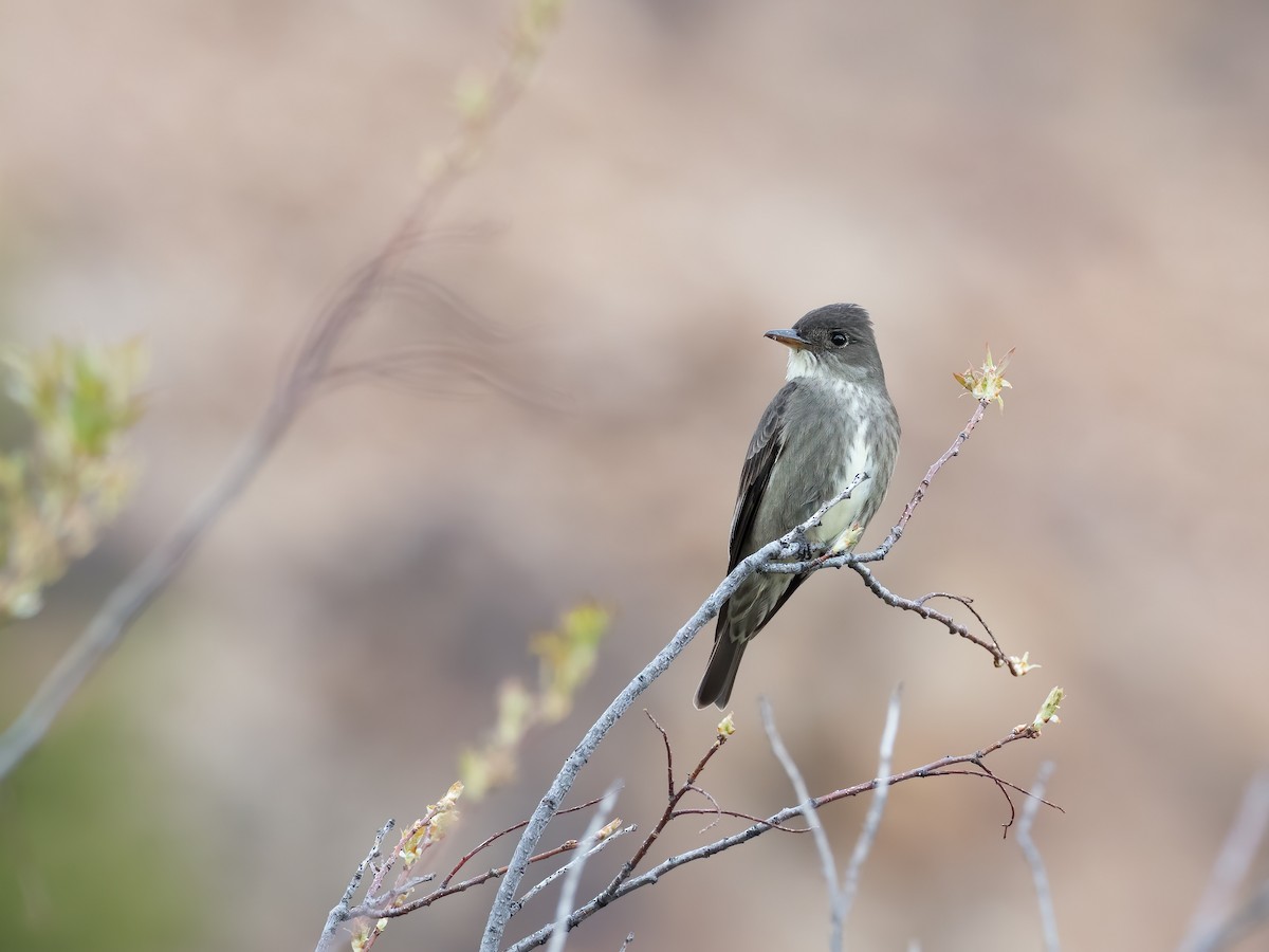 Olive-sided Flycatcher - ML237030221