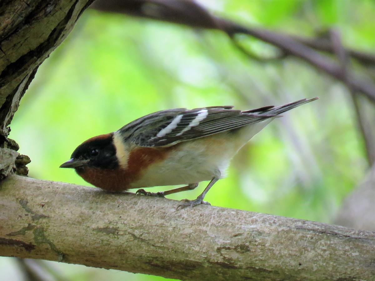 Bay-breasted Warbler - Amy Didion