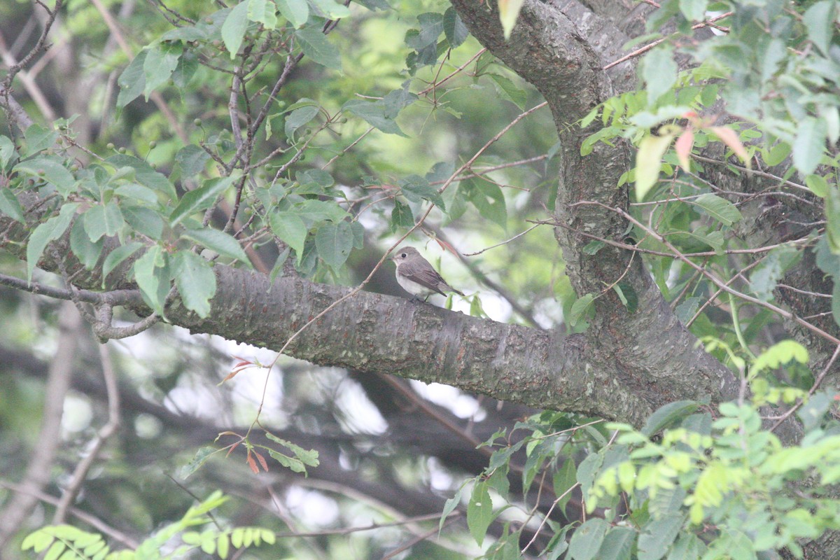 Asian Brown Flycatcher - ML237031121