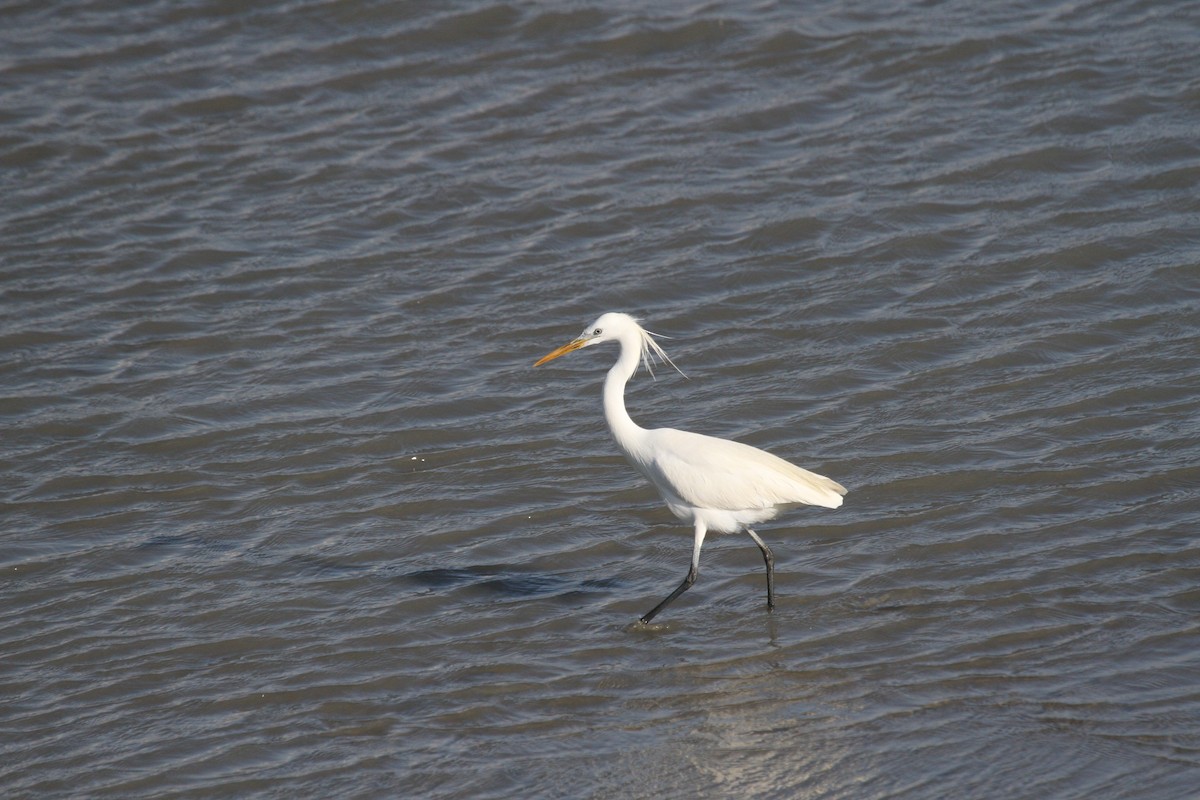 Chinese Egret - ML237031221
