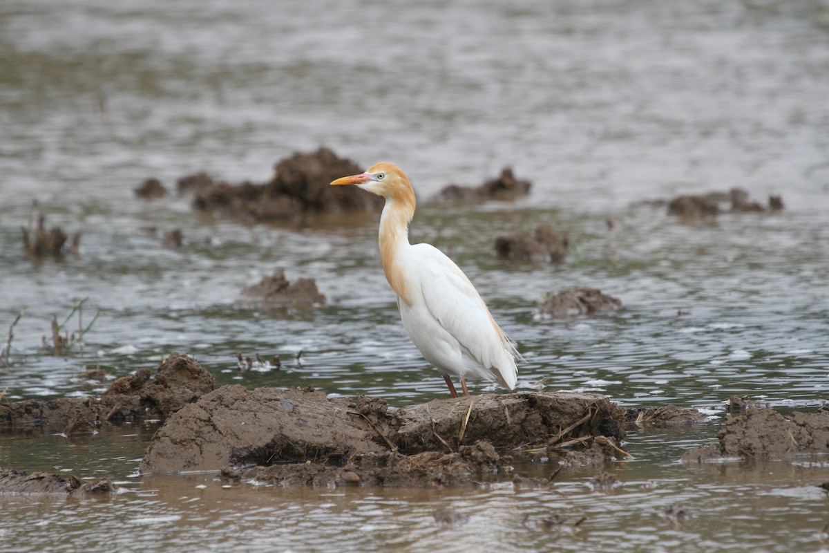 Eastern Cattle-Egret - ML237031291
