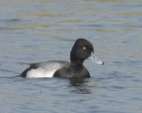 Lesser Scaup - Malcolm Gold