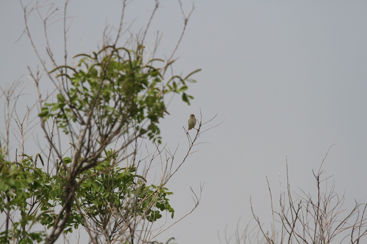 Zitting Cisticola - ML237032081