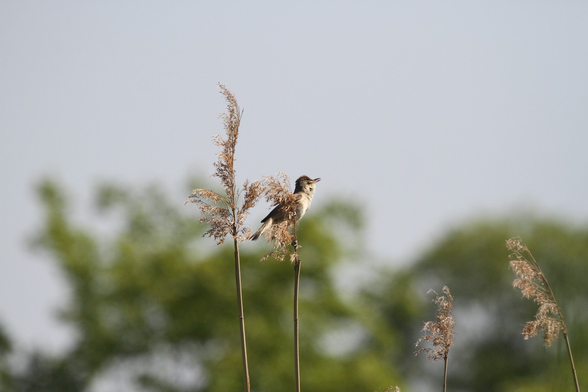 Oriental Reed Warbler - ML237032261