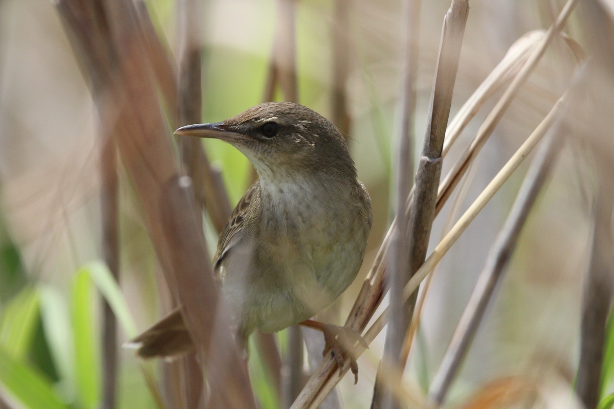 Middendorff's Grasshopper Warbler - ML237032311