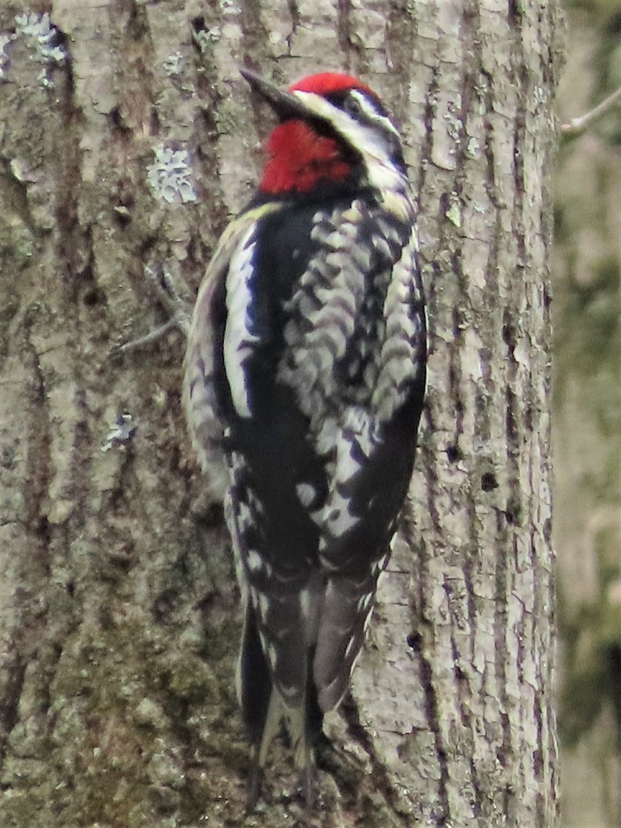 Yellow-bellied Sapsucker - ML237032331