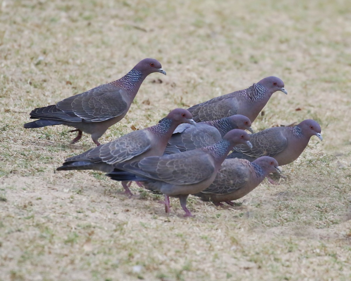 Pigeon picazuro - ML237032541