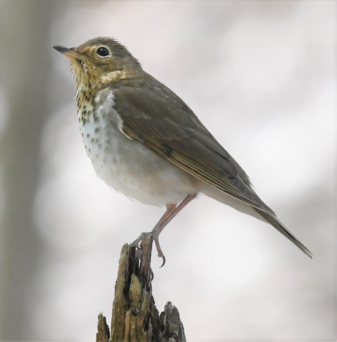 Swainson's Thrush (Olive-backed) - ML237032691