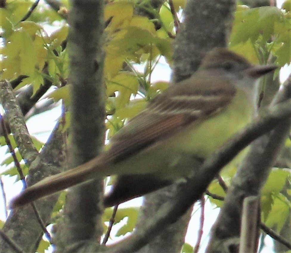 Great Crested Flycatcher - ML237032801