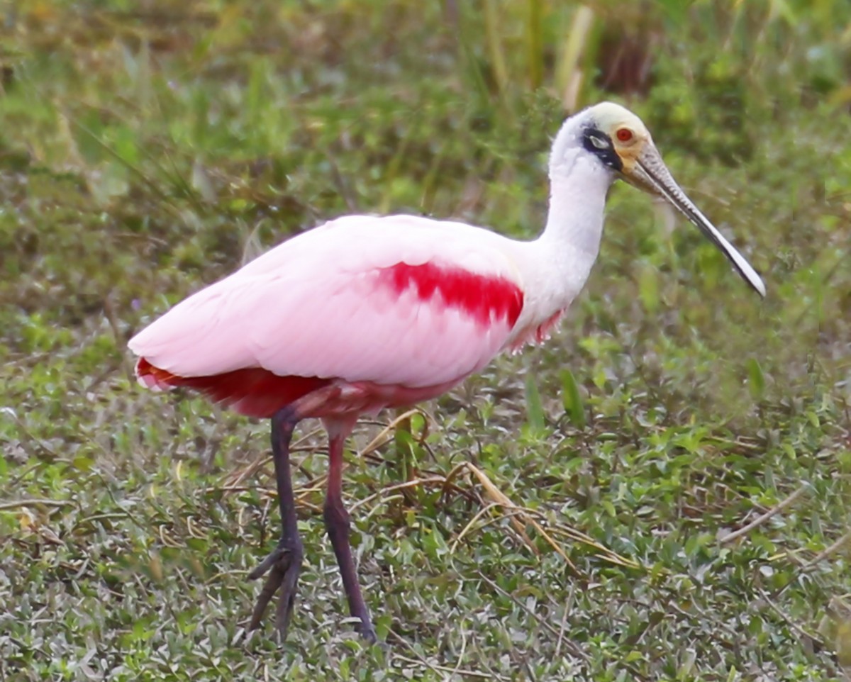 Roseate Spoonbill - ML237032991