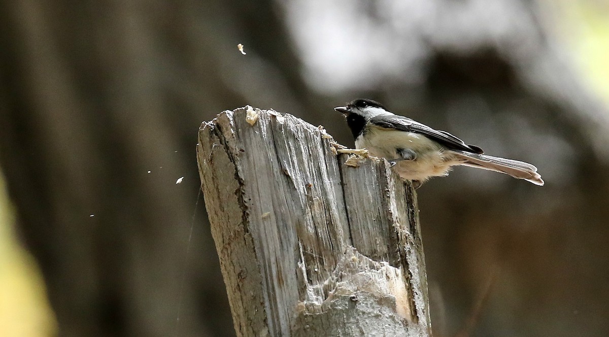 Black-capped Chickadee - ML237033561