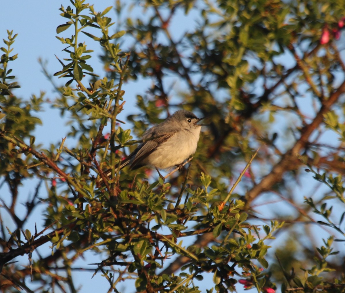 Blue-gray Gnatcatcher - ML237034361