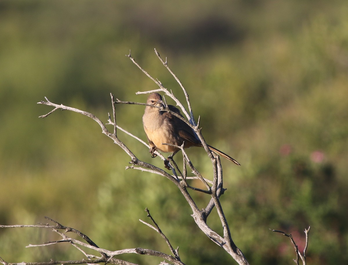 California Thrasher - ML237034451