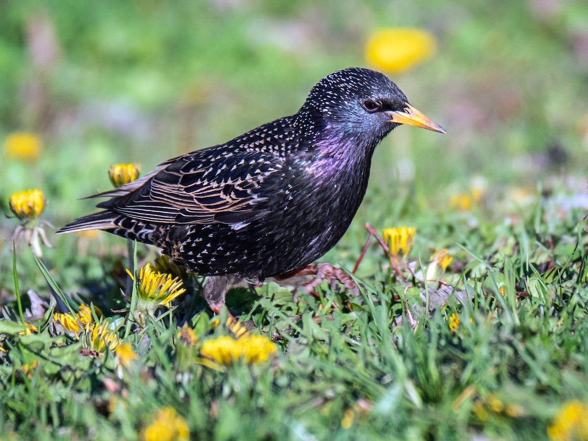 European Starling - Danielle  A