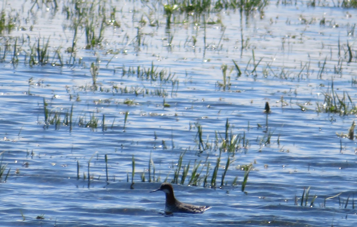 svømmesnipe - ML237035771