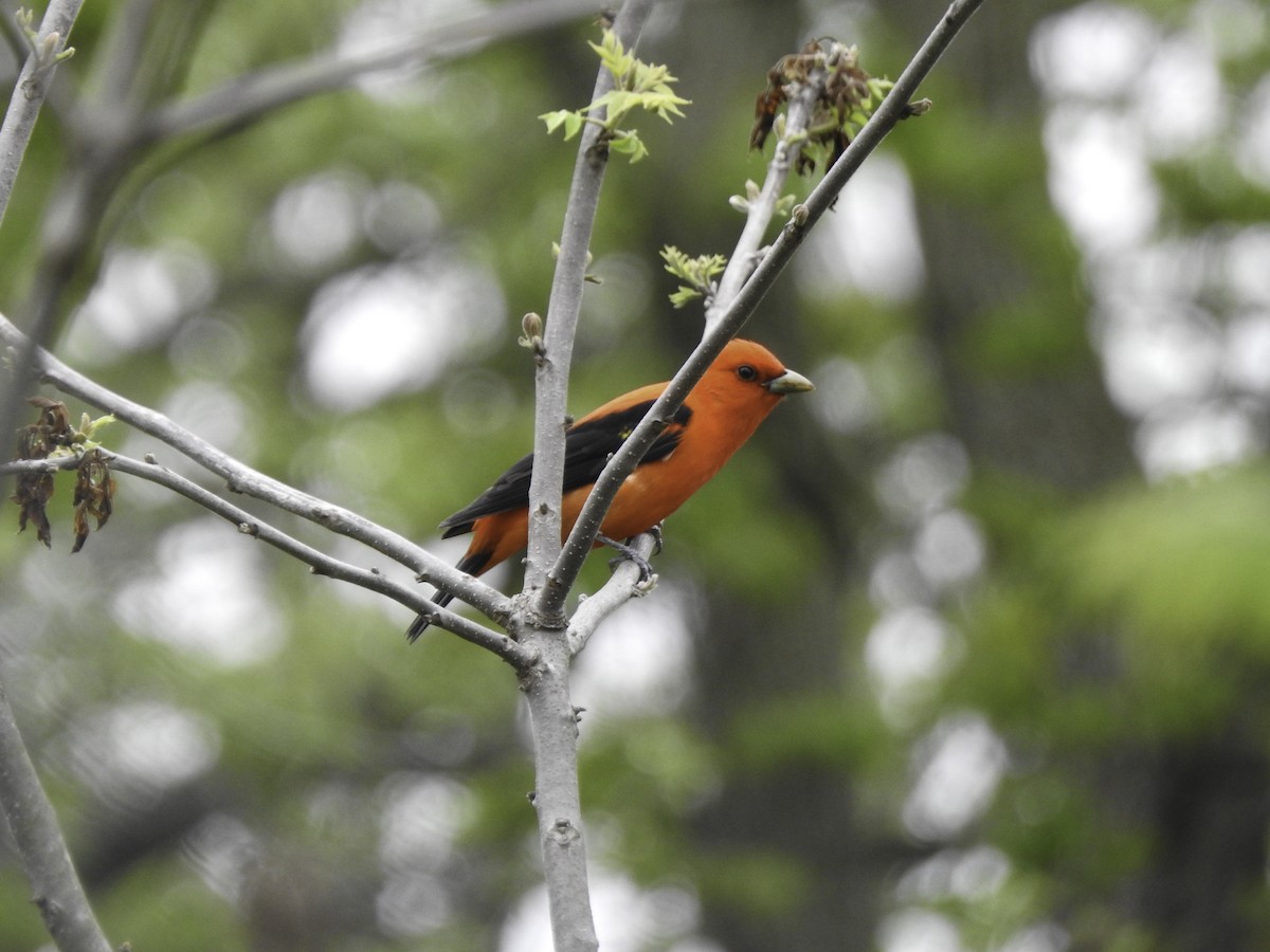 Scarlet Tanager - ML237035791