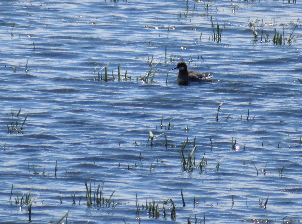 svømmesnipe - ML237035981