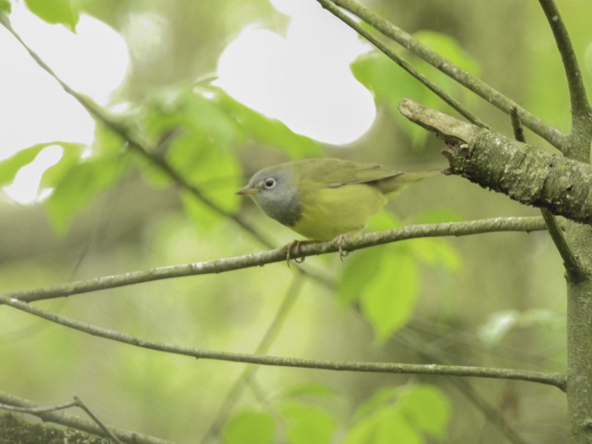 Connecticut Warbler - ML237036071