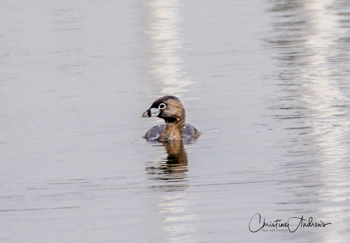 Pied-billed Grebe - ML237038091