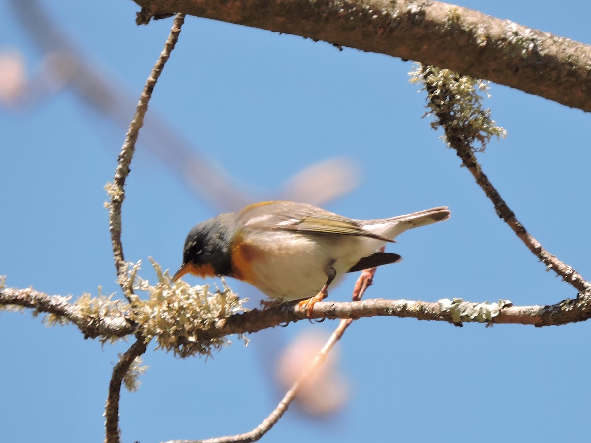 Northern Parula - ML237038941