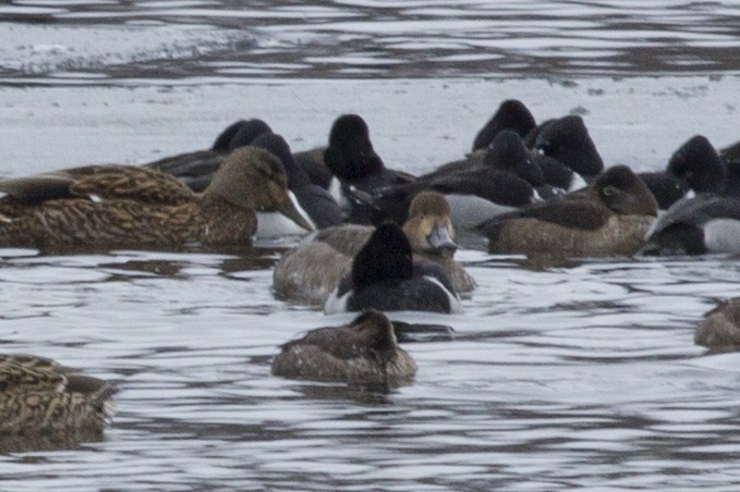 Redhead - ML23703901