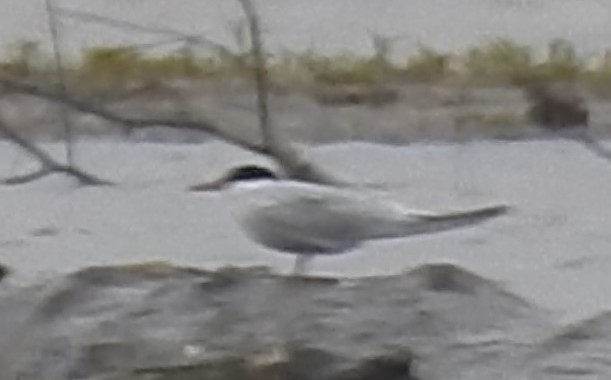 Common Tern - ML237039761