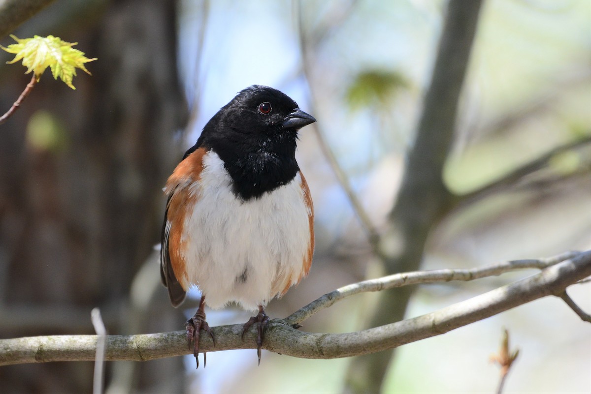 Eastern Towhee - ML237040751